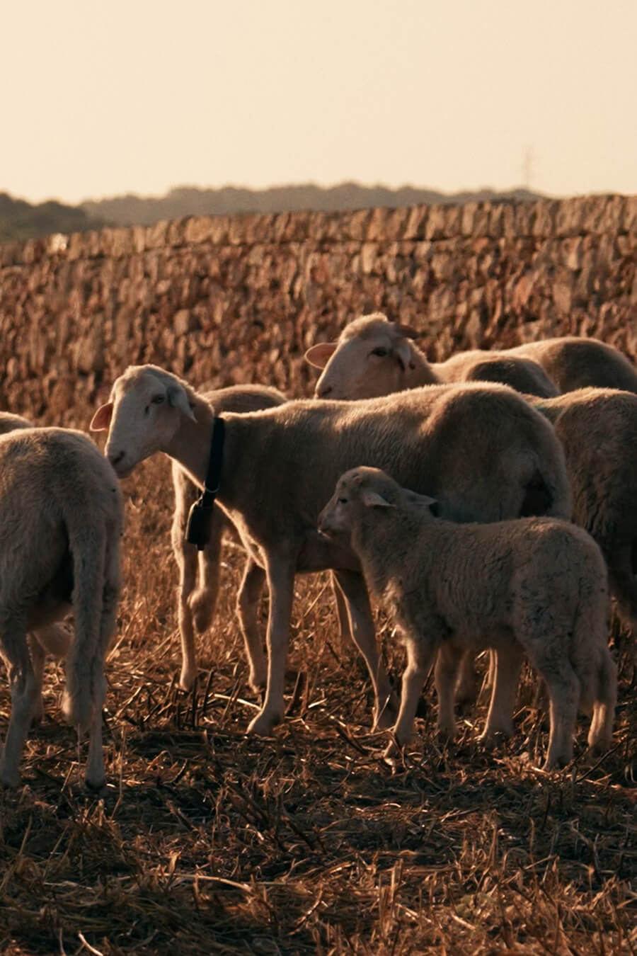 Regenerative Landwirtschaft am Son Blanc Farmhouse